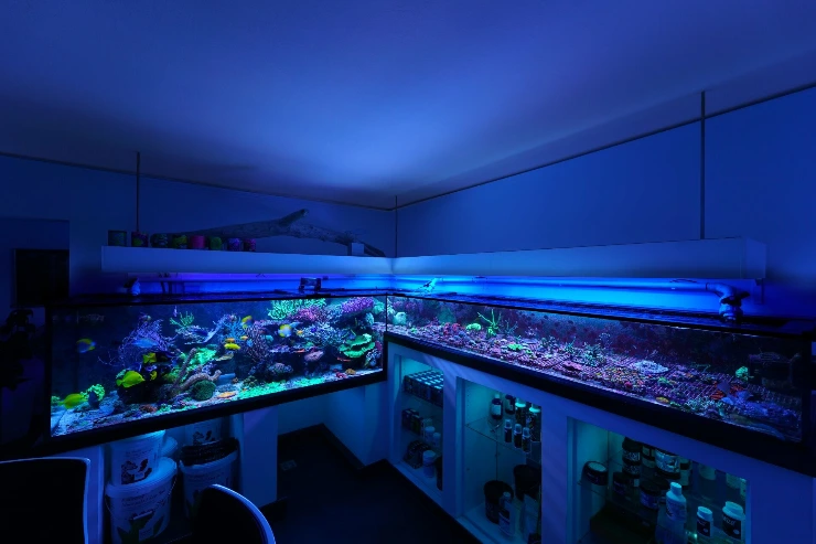 Korallenzuch von Alpenriff mit Show Aquarium