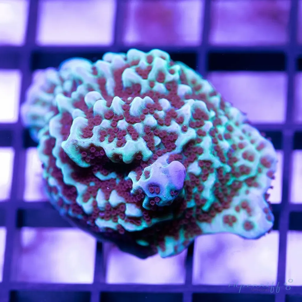Montipora Jedis mind trick