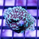 Montipora Jedis mind trick